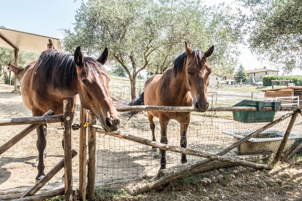 Horseback riding