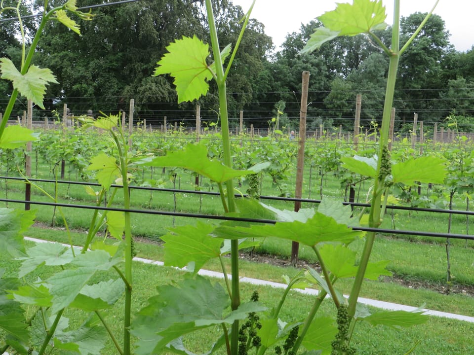 Vineyard