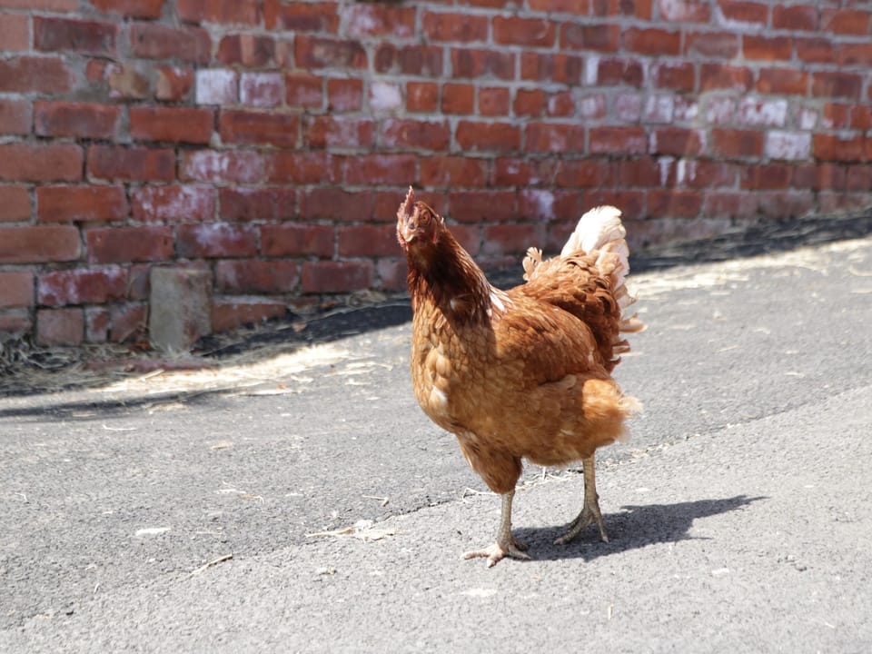 Cottage | Miscellaneous