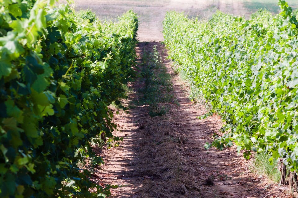 Vineyard