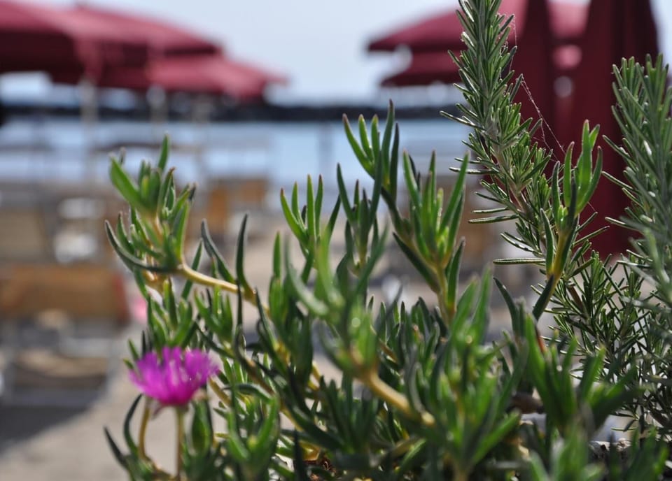 Outdoor pool, open 10:00 AM to 6:00 PM, pool umbrellas, sun loungers