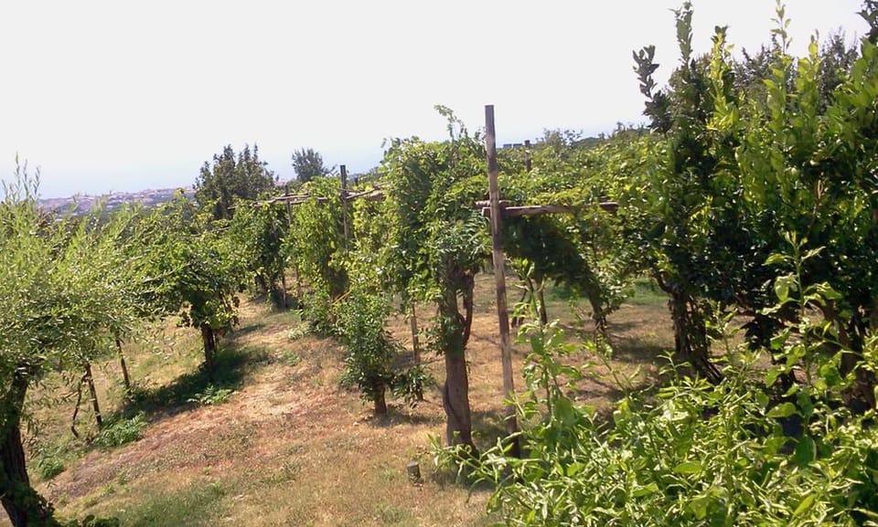 Vineyard