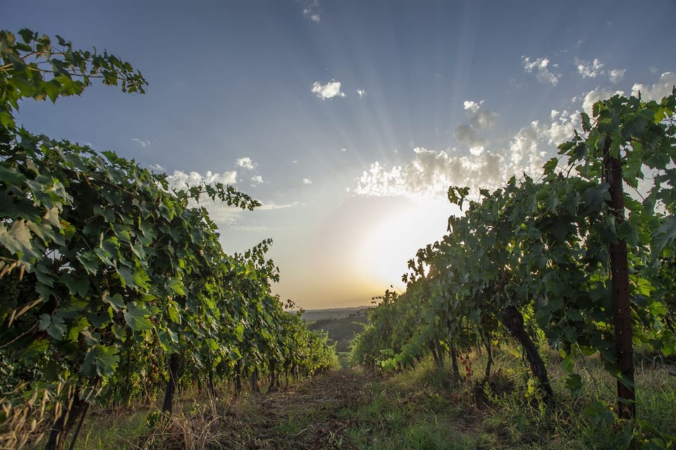 Vineyard