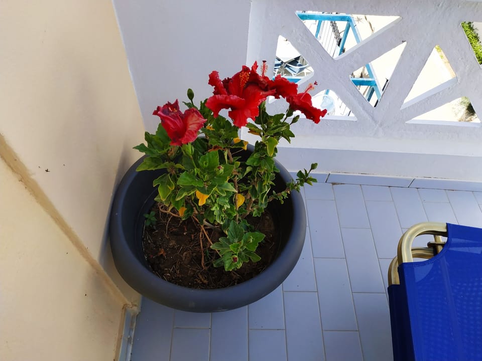 Studio, 1 Bedroom, Balcony, Pool View | Balcony