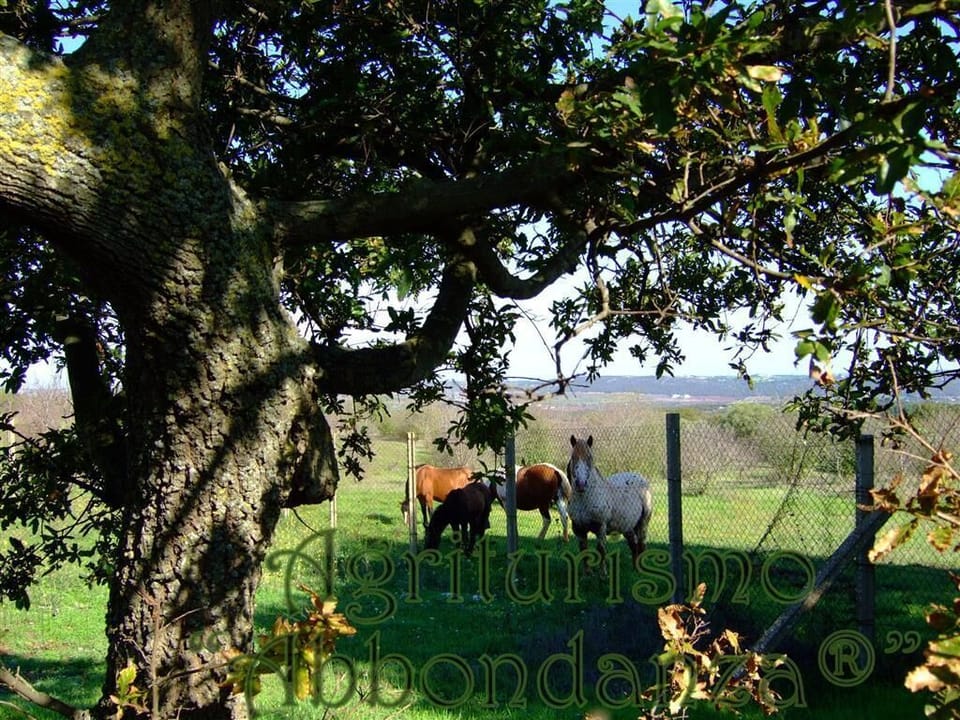 Room, 1 Bedroom, Accessible, Private Pool | Exterior