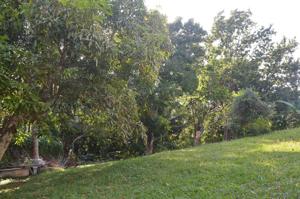 House | Property grounds