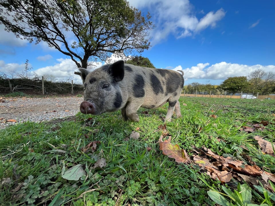 Cabin, Private Bathroom ((Max 2 Adults, 2 Child)) | Exterior