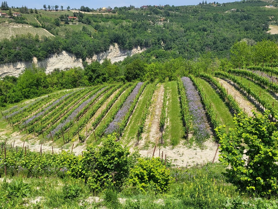 Vineyard