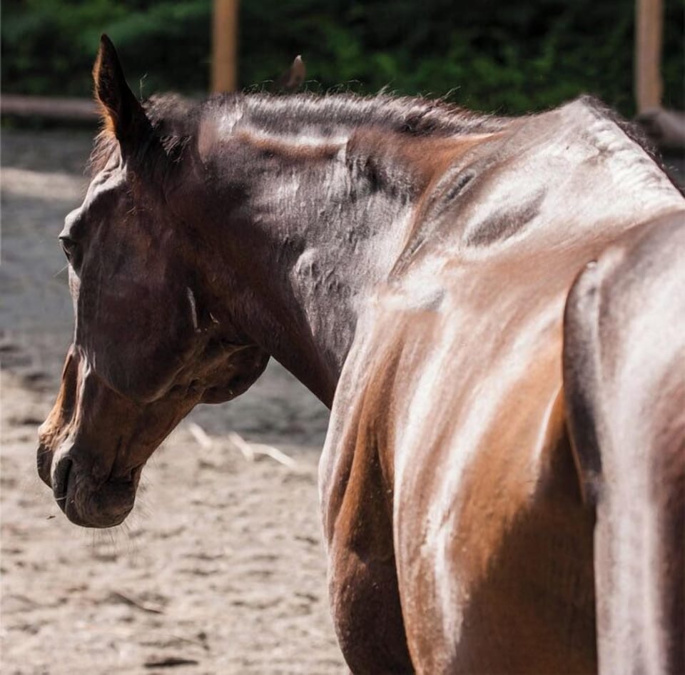 Horseback riding