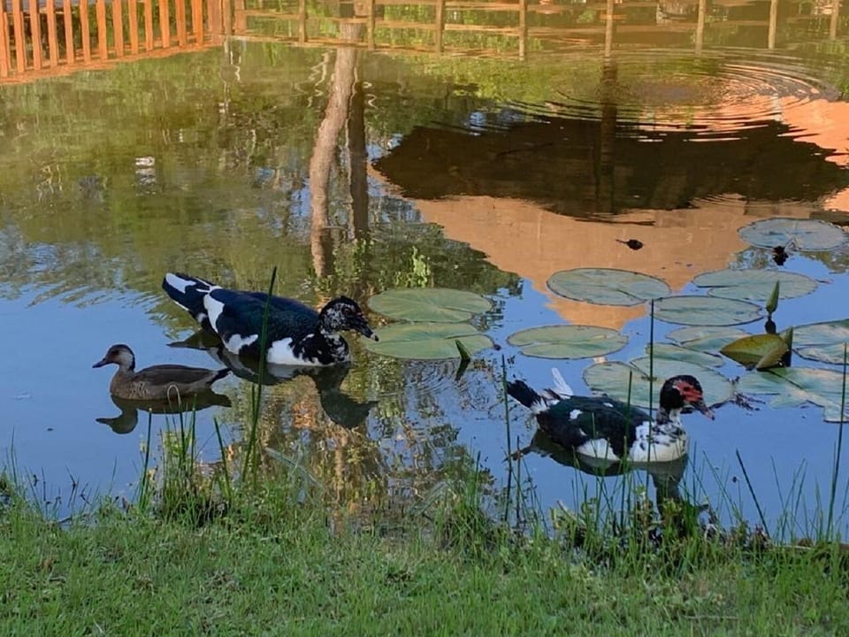 43-inch Smart TV with cable channels, Netflix, streaming services