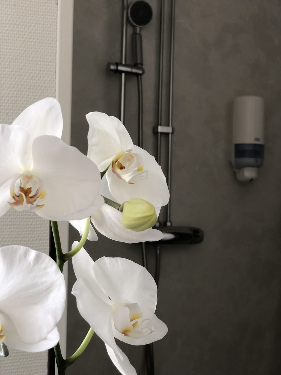 Single Room (Shared Bathroom) | Bathroom shower