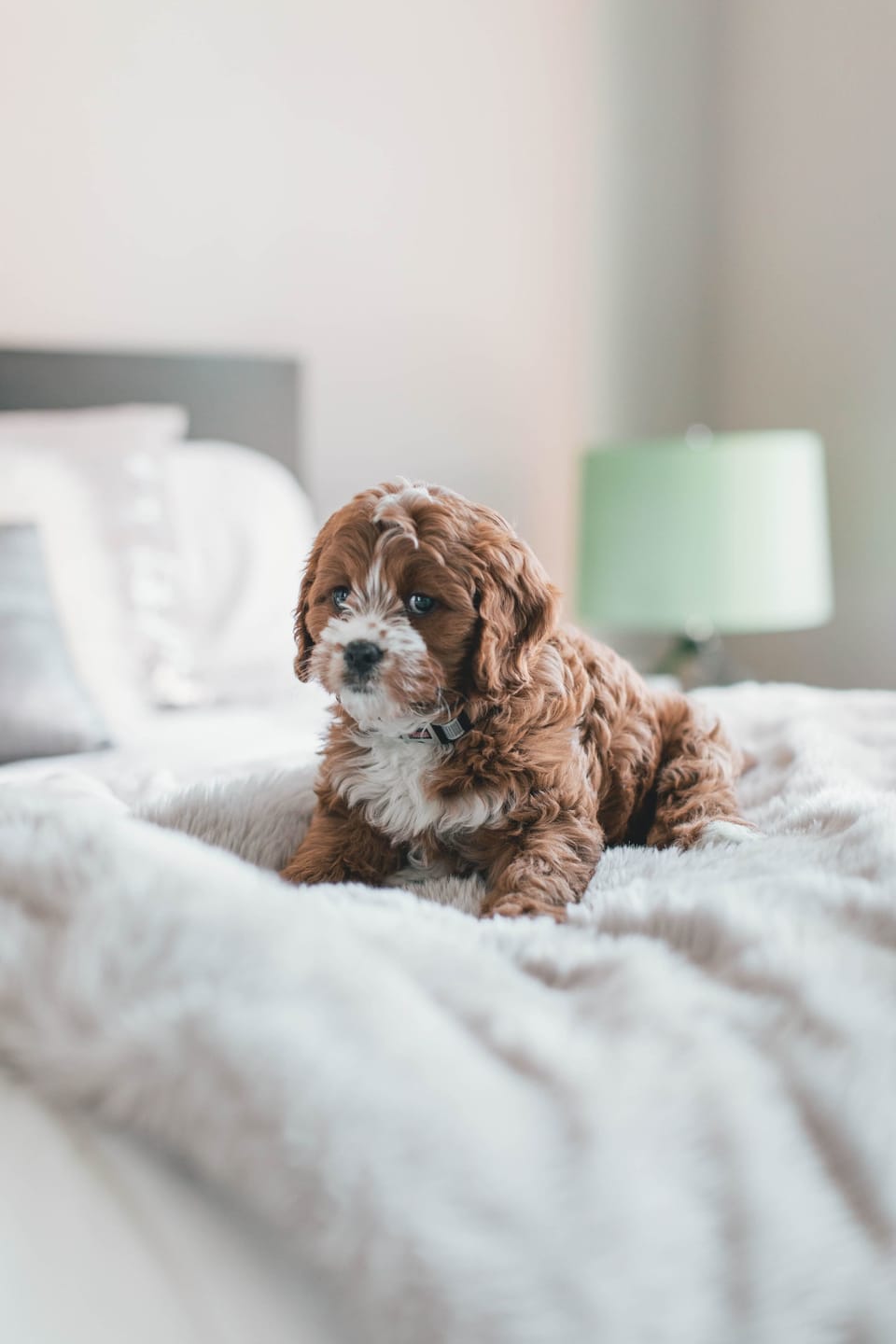 Pet-friendly