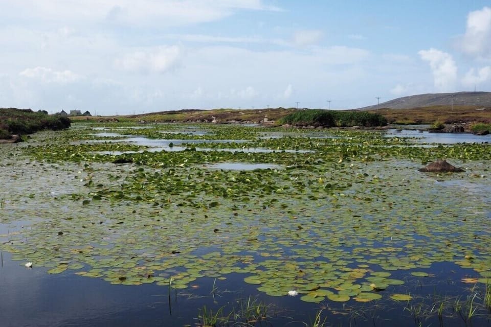 Cottage | Miscellaneous