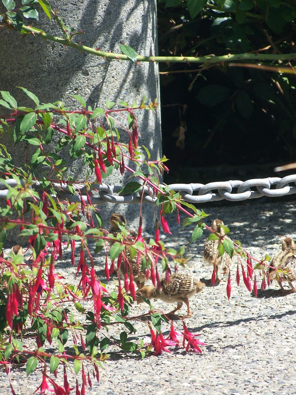 Deluxe Studio Suite, 1 King Bed, Kitchenette (Hummingbird Suite) | Terrace/patio