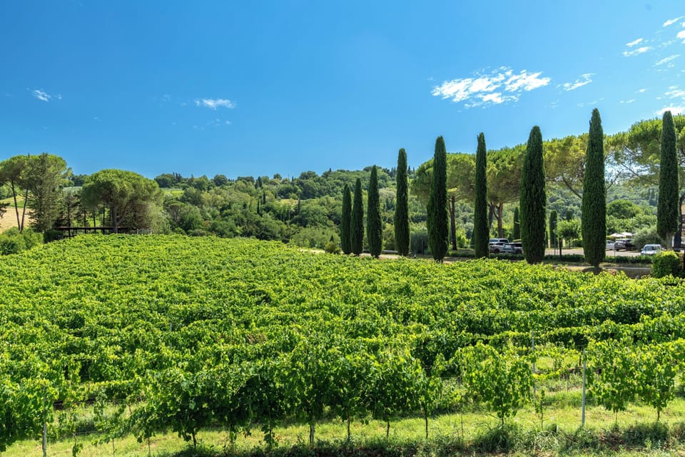 Vineyard