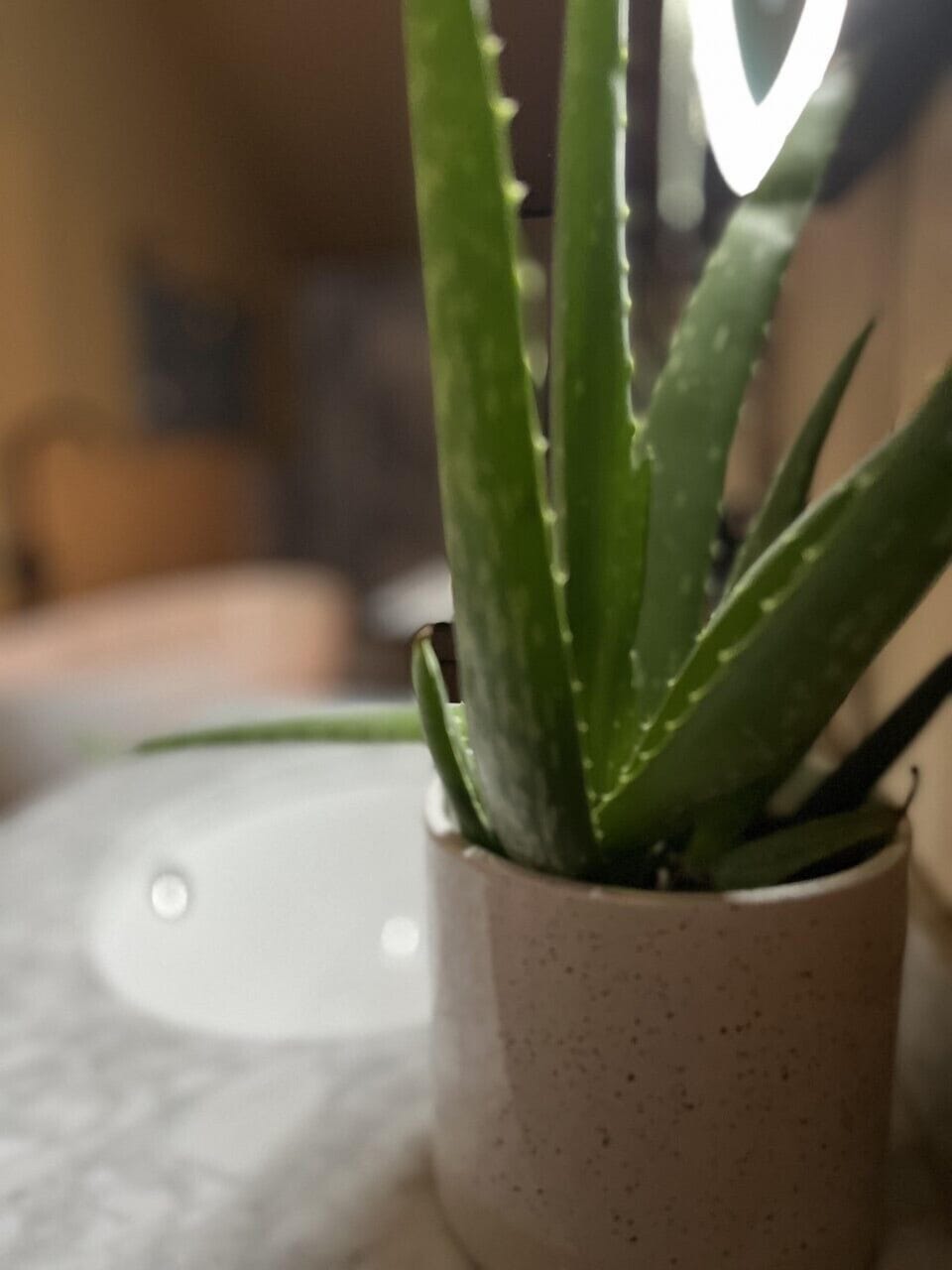 Tent, Private Bathroom | Interior