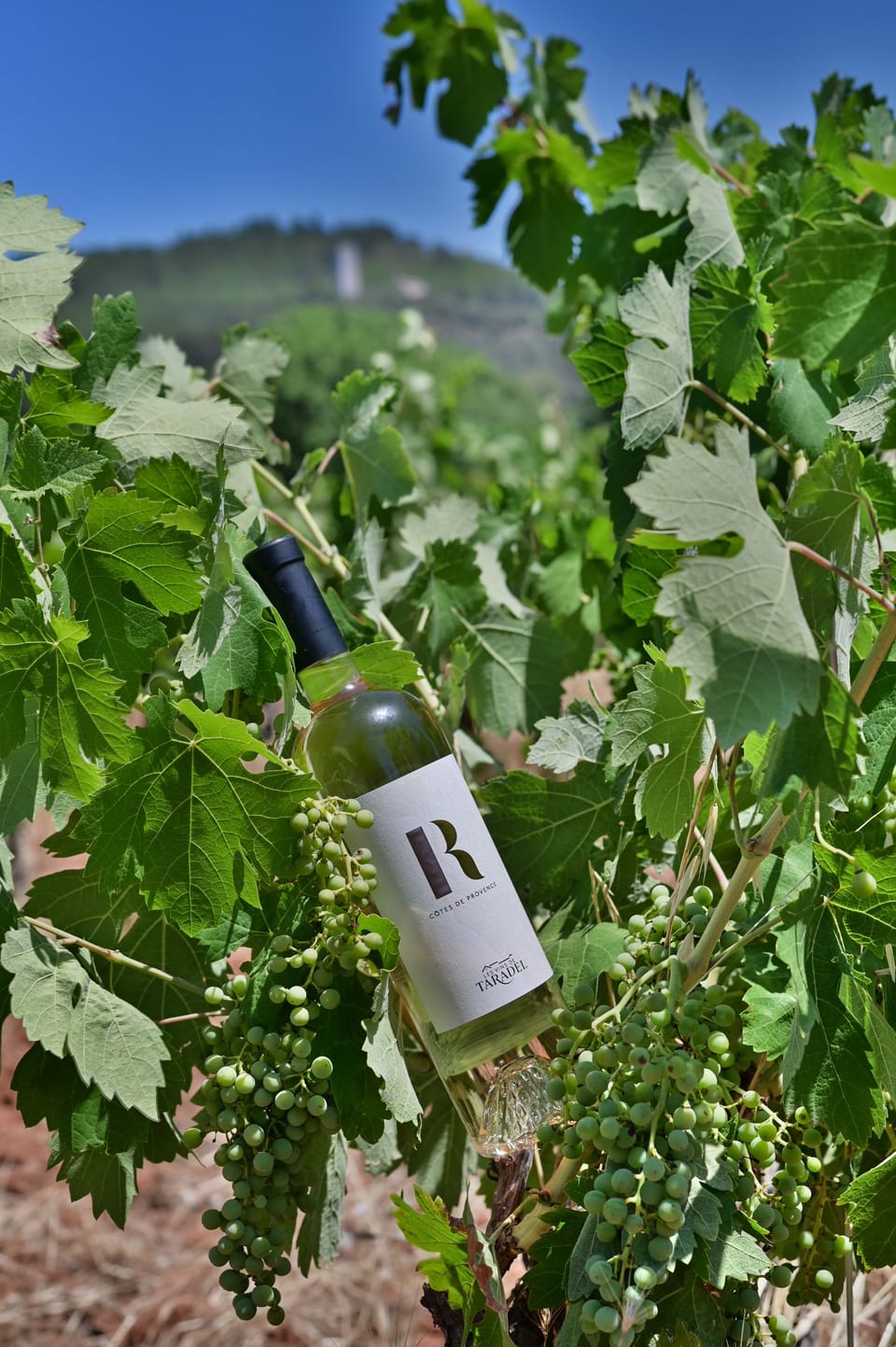 Vineyard