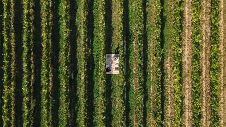 Vineyard