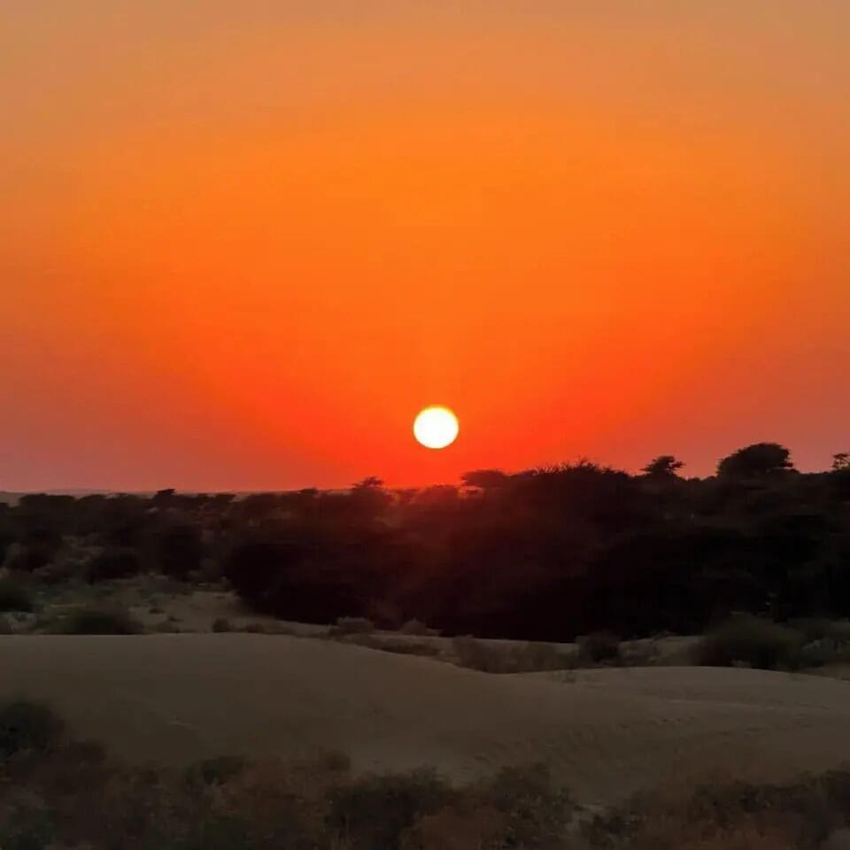 Safari
