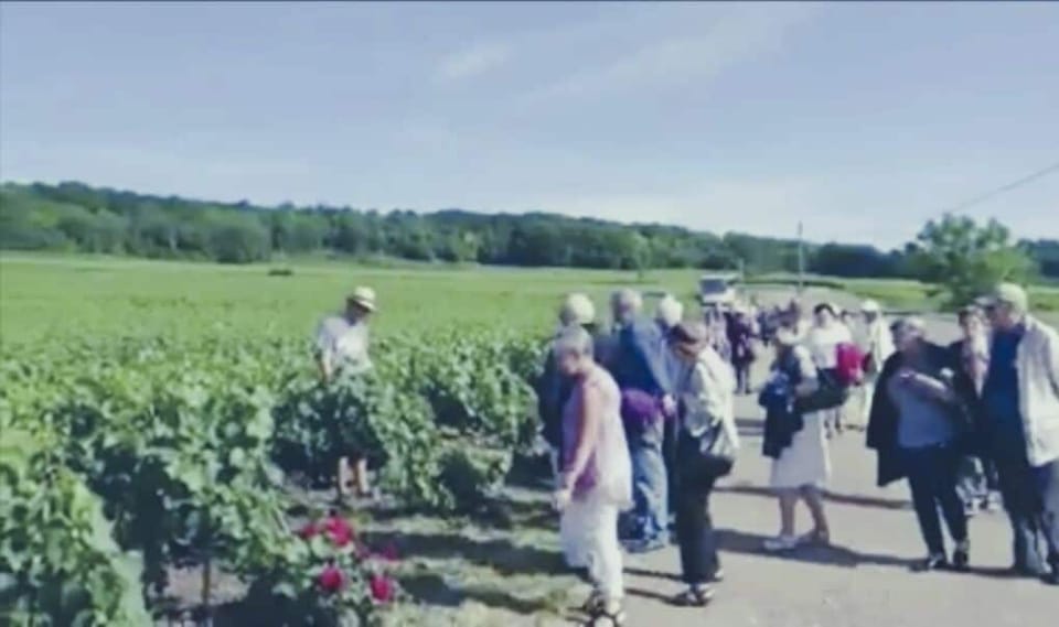 Vineyard