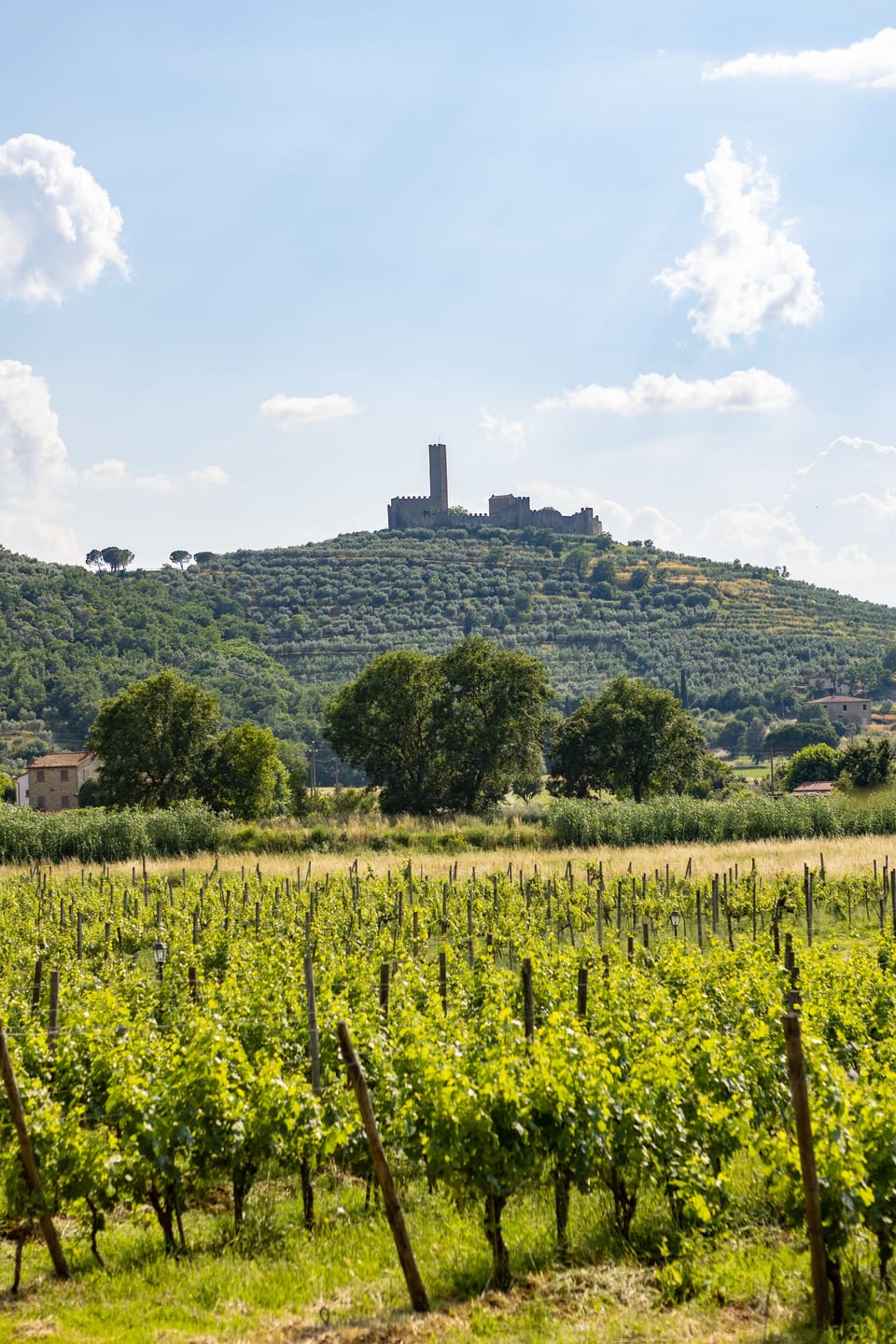 Vineyard view