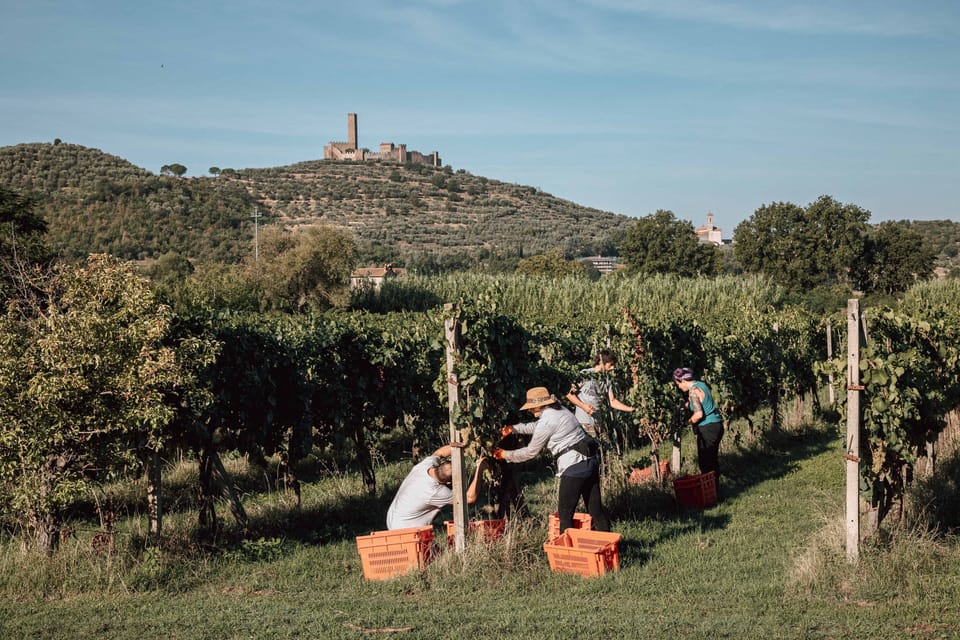 Vineyard view