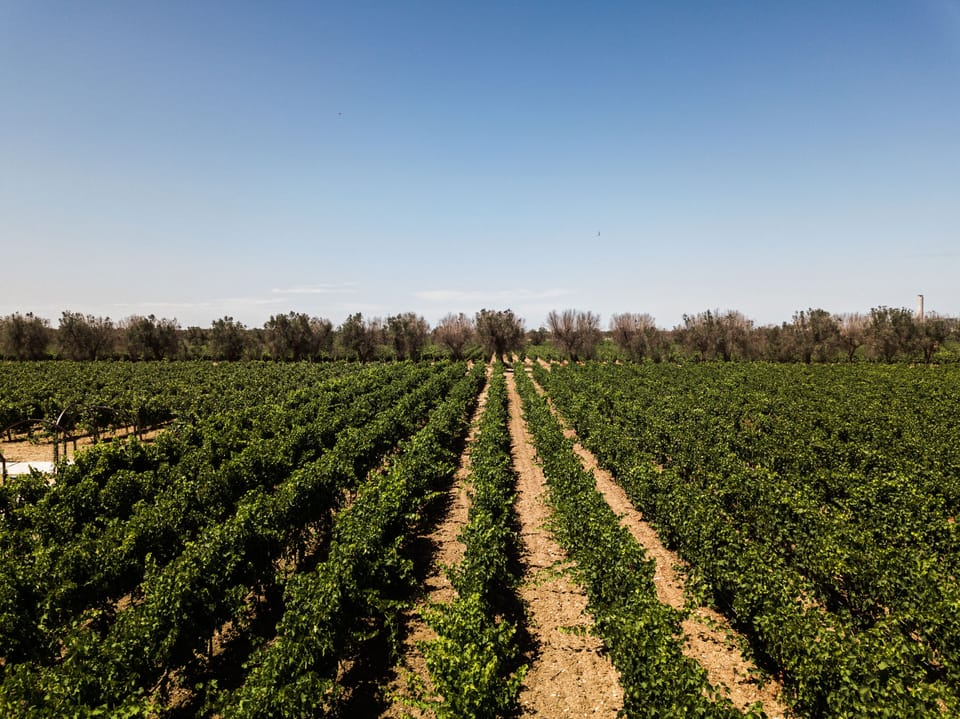 Vineyard