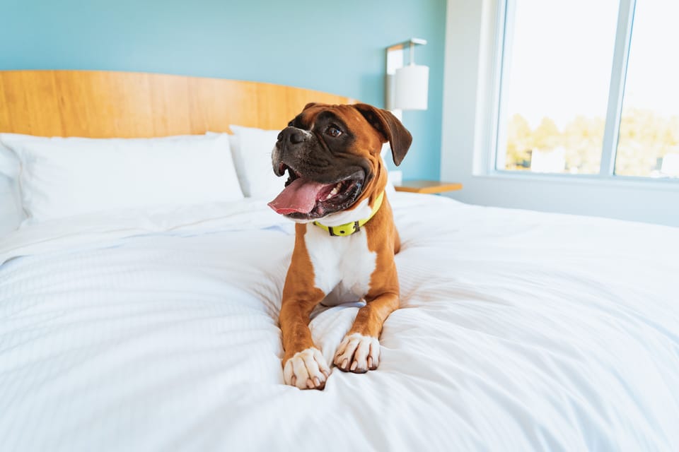 Pet-friendly