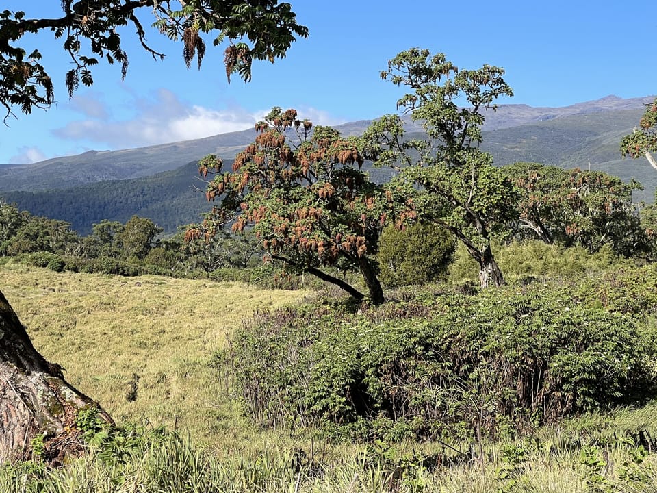 Anabas Mount Kenya Lodge Lodge in Kenya