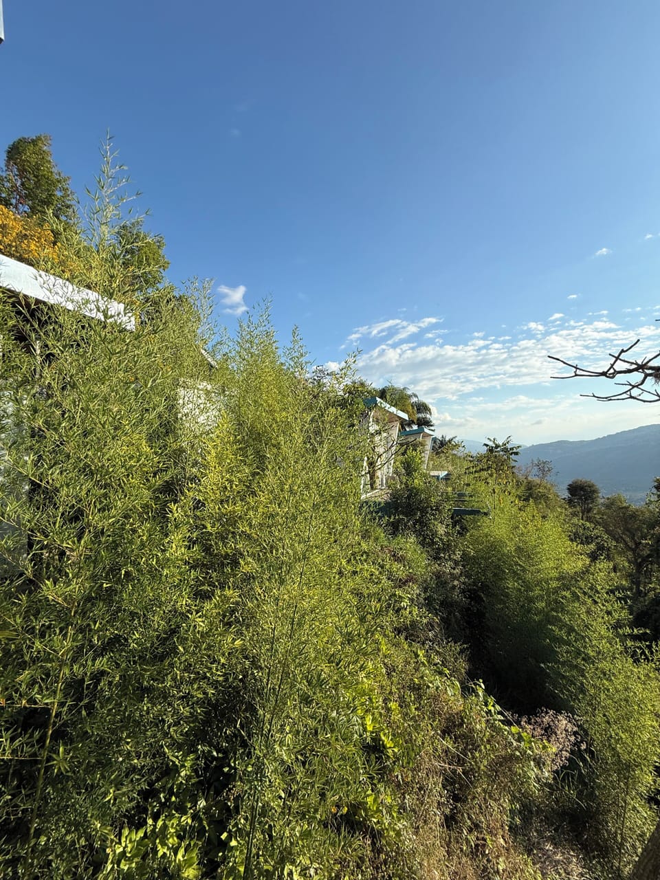 Garden view