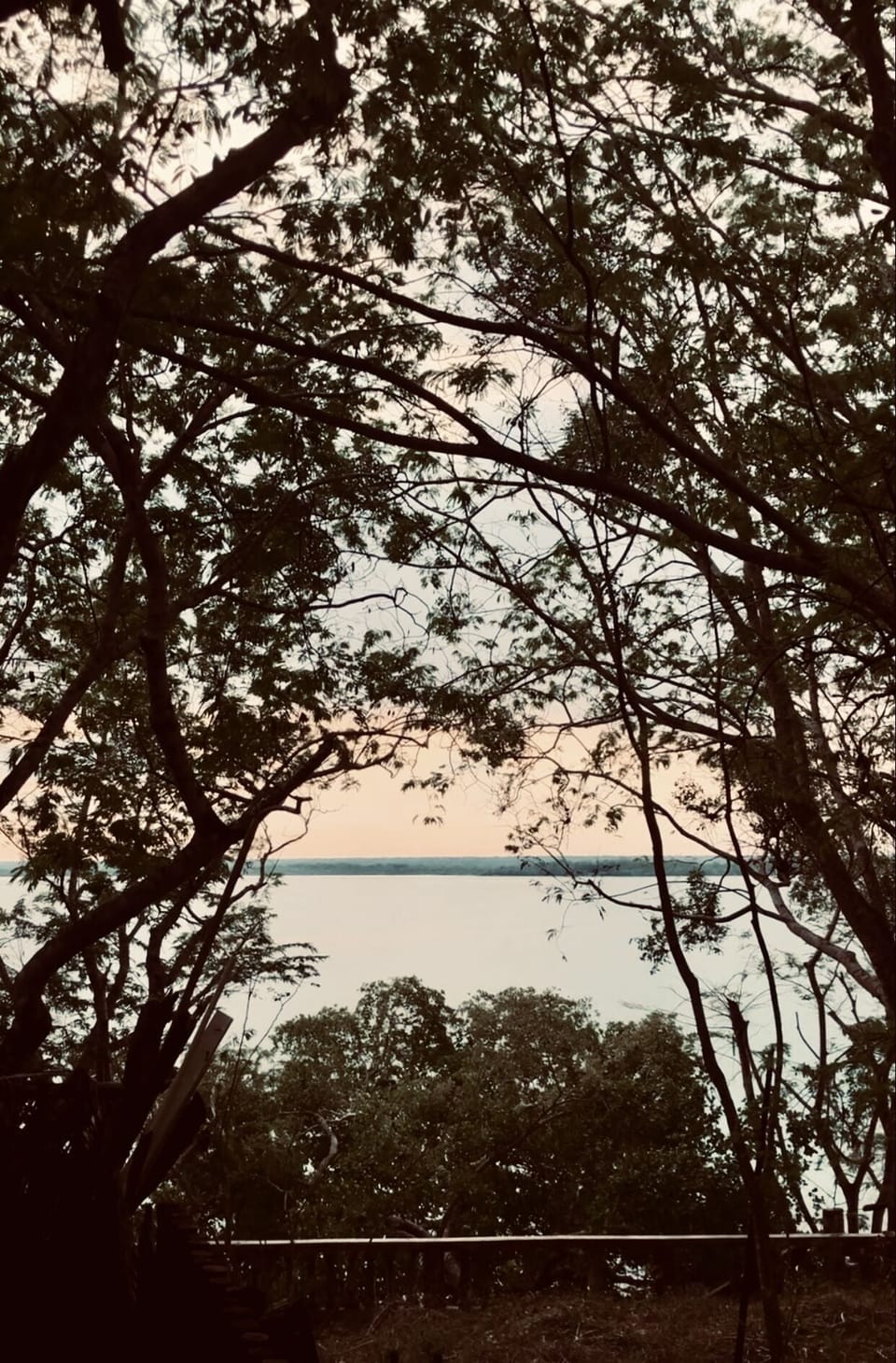 Hummingbird | View from room