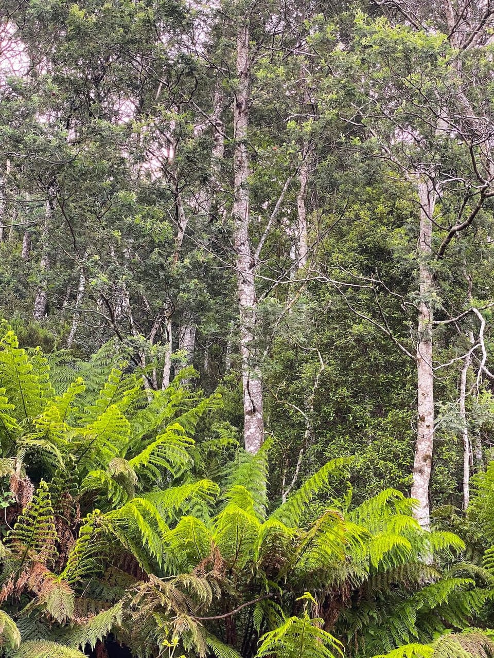 Land view from property