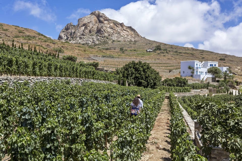 Vineyard