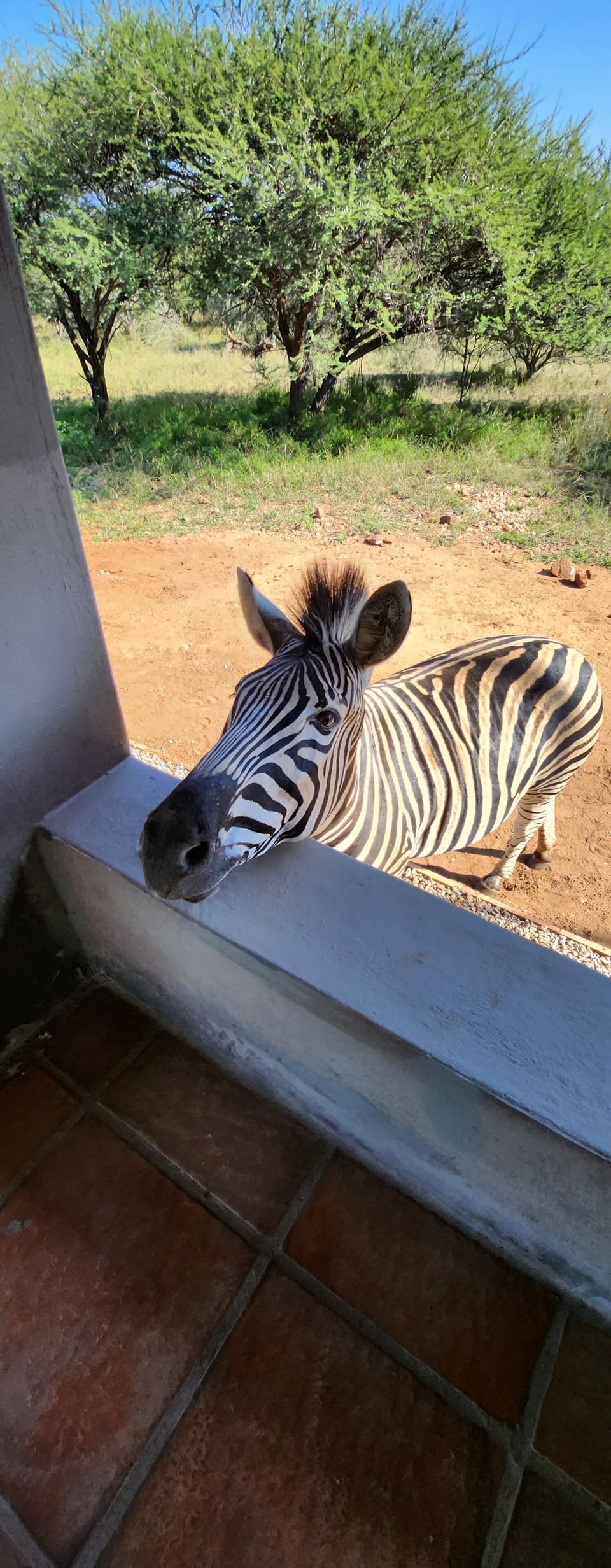 Safari