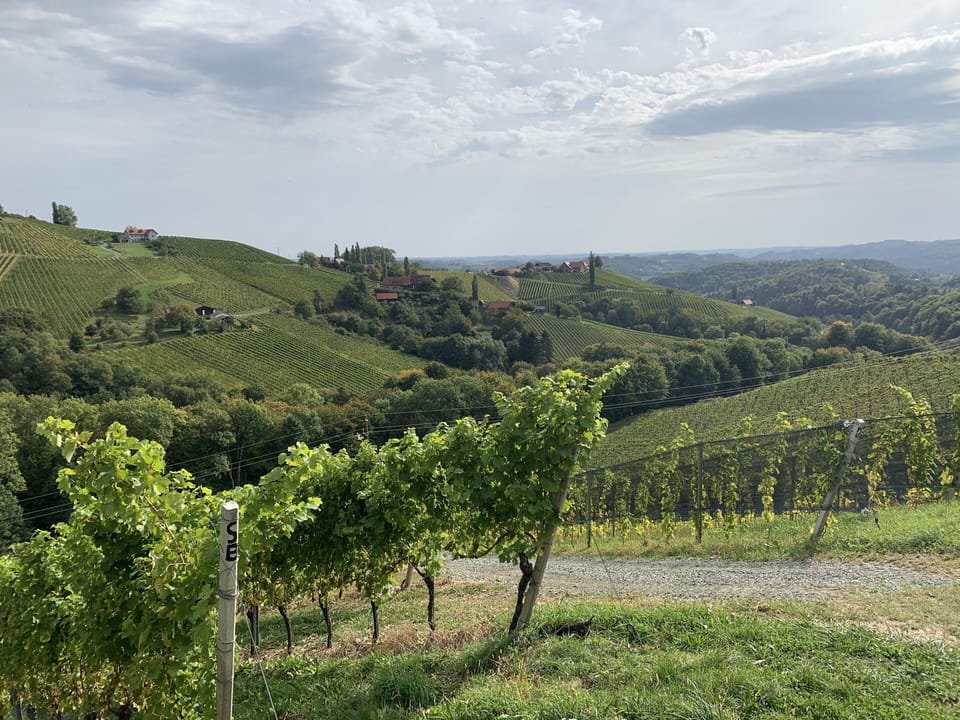 Vineyard