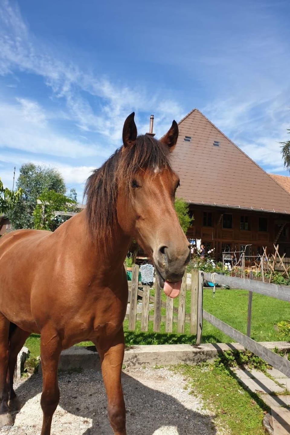 Sommerhof Farm Stay in Canton of Bern (Region)