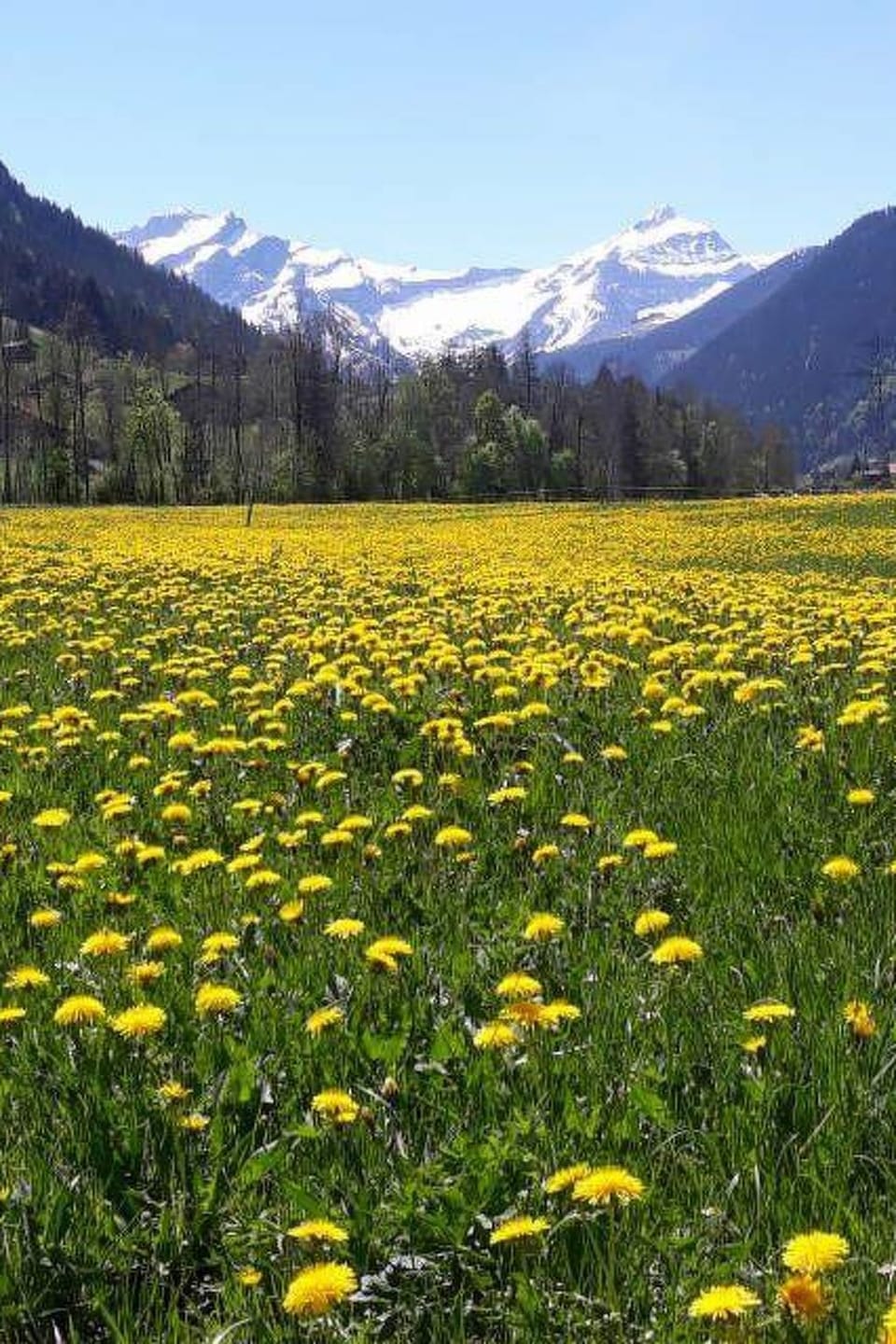 Baumerhus Appartement/Fewo, Dusche oder Bad, WC 2-Bettwohnung Apartment in Saanen