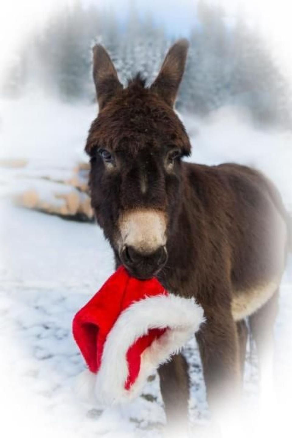 Biobauernhof Balm Apartment in Canton of Lucerne