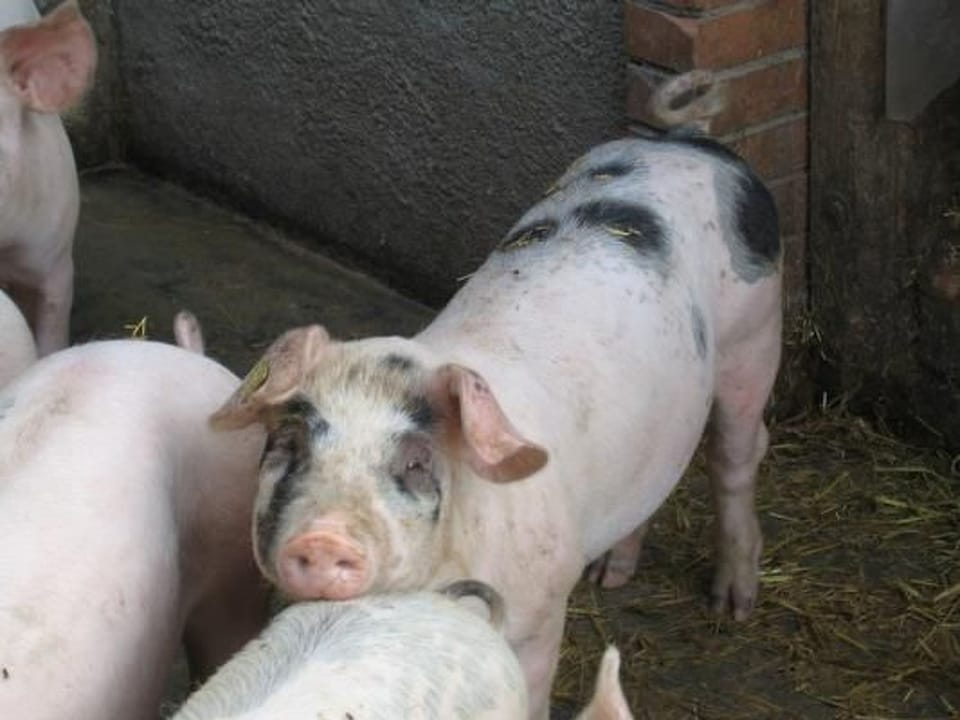 Biobauernhof Balm Apartment in Canton of Lucerne