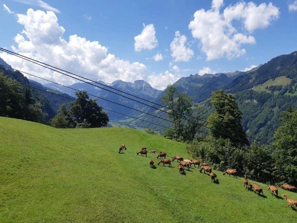Oase im Engelbergertal zwischen Luzern & Engelberg Apartment in Nidwalden