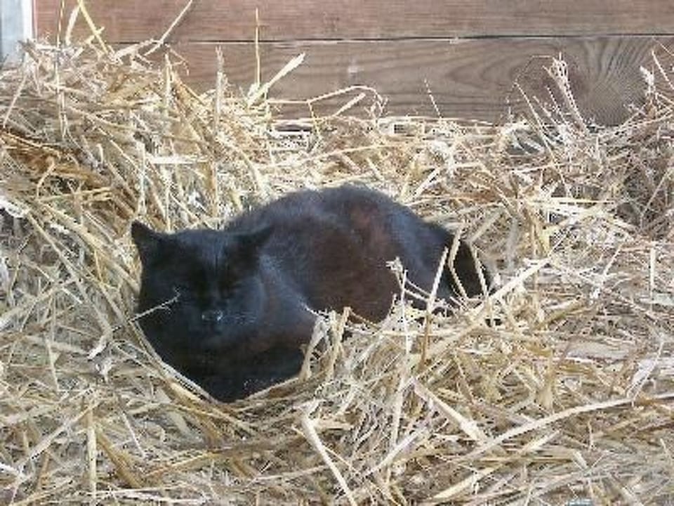 Wohnung Haus mit Herz in Brodersby-Schönhagen Apartment in Kappeln