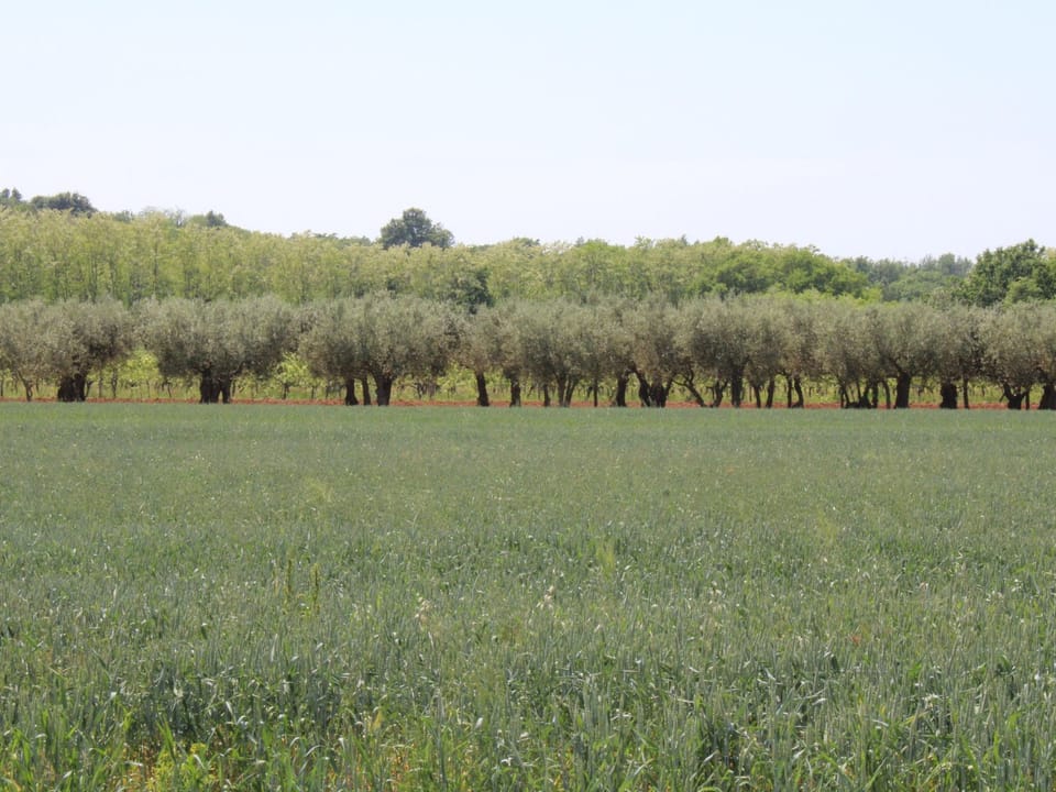 Villa Neela / HR-11039-01 Vacation rental in Istria County