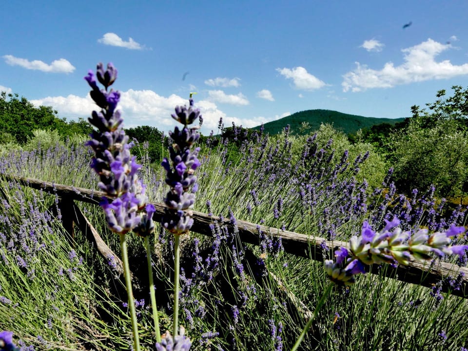 Charmantes Ferienhaus in Ciciano mit Grill, Gart Vacation rental in Tuscany