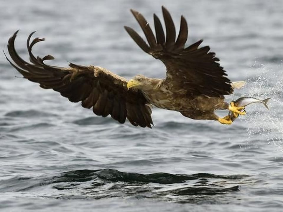 Nesset, Meløy Naturerlebnisse Vacation rental in Nordland, Norway