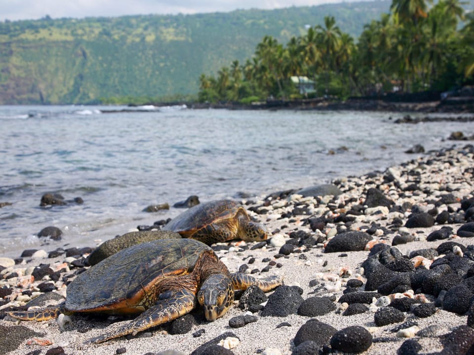 Explore Island of Hawaii