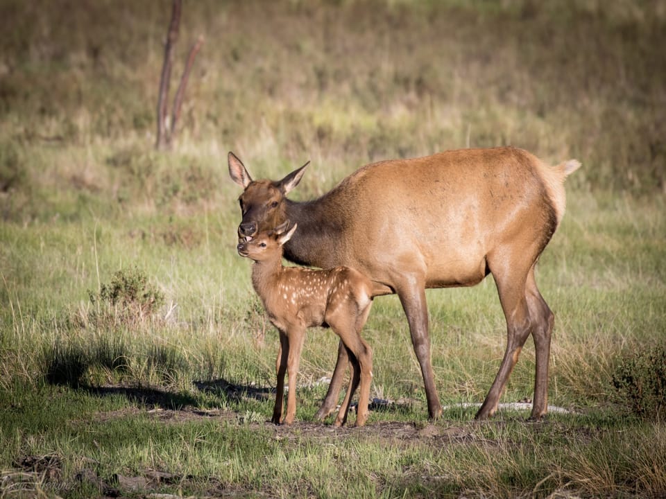 Stutzhaven - Mama elk with her baby
