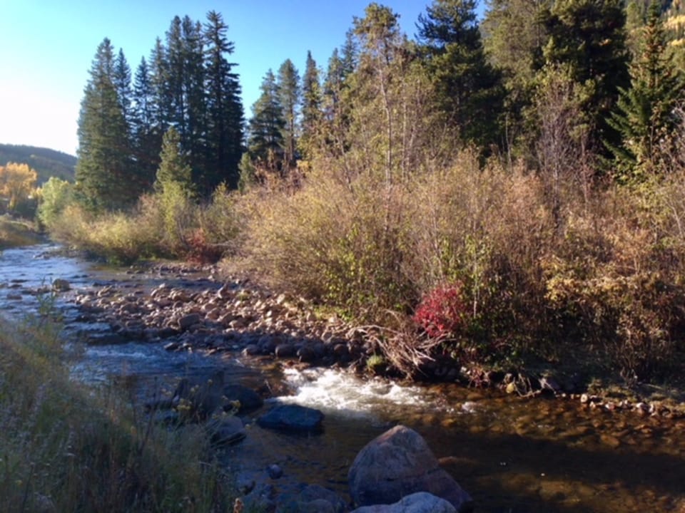 A scenic creek flows through a forested area with tall trees and bushes under a clear blue sky.