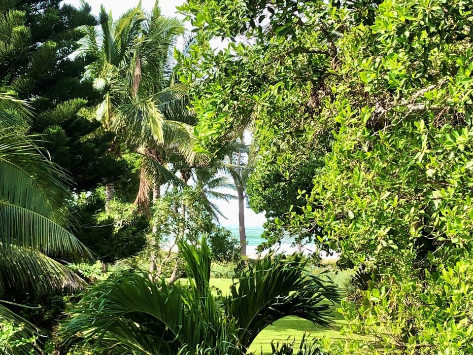 Jungle