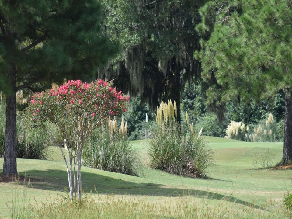 Grass