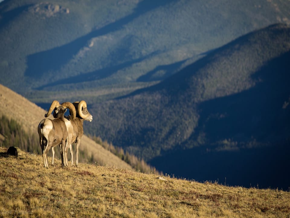 Big Horn Sheep in the Rocky Mountain National Park